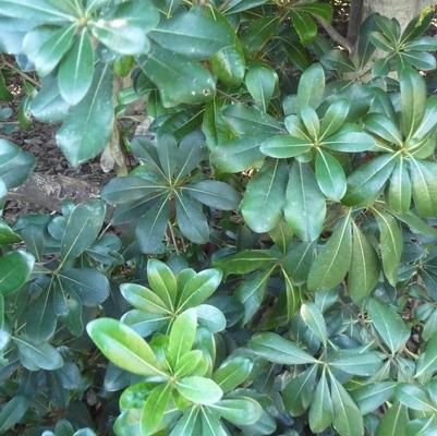 Pittosporum tobira Wheeler's Dwarf