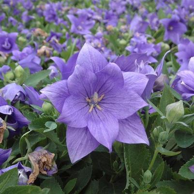 Platycodon grandiflorus Astra Double Blue