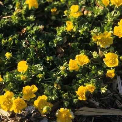 Potentilla neumanniana (verna) Nana