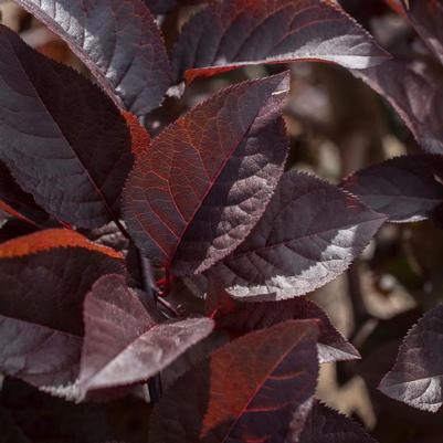 Prunus cerasifera Purple Plunge®