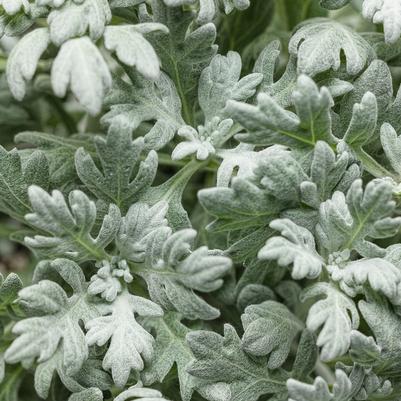 Artemisia stelleriana Silver Bullet®