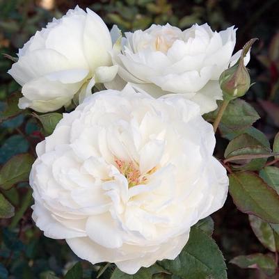 Rosa Bolero™