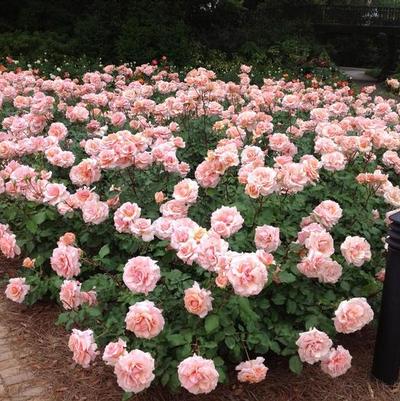 Rosa Mother of Pearl®