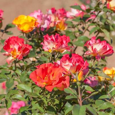 Rosa Sunset Horizon™