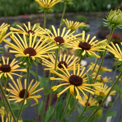 Rudbeckia subtomentosa Henry Eilers