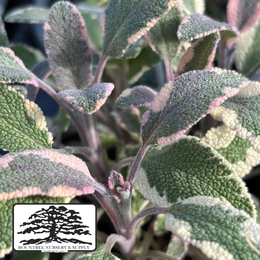Salvia officinalis Tricolor