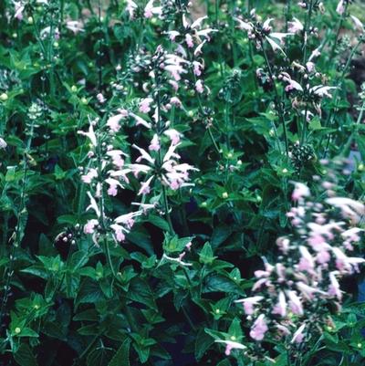 Salvia coccinea Salmon