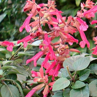 Salvia Wendy's Wish