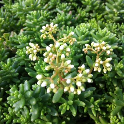 Sedum album Coral Carpet