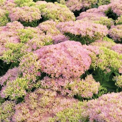 Sedum spectabile Crystal Pink