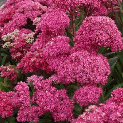 Sedum Mr. Goodbud