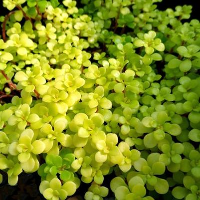 Sedum makinoi Ogon