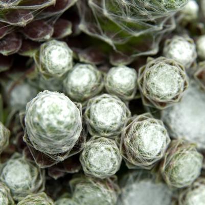 Sempervivum arachnoideum subsp. tomentosum Cobweb
