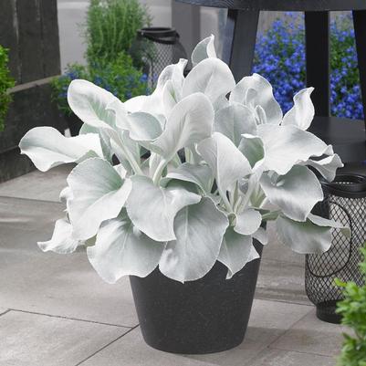 Senecio candicans Angel Wings