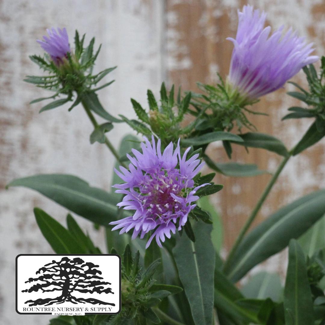 Stokesia laevis Blue Danube