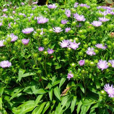 Stokesia laevis Mel's Blue