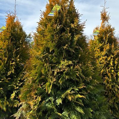 Thuja Ember Waves®