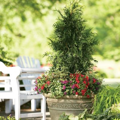 Thuja plicata Spring Grove®