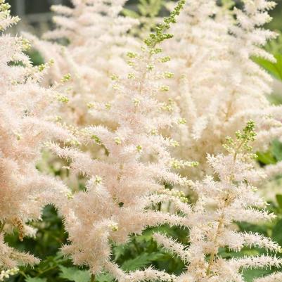 Astilbe chinensis Milk and Honey