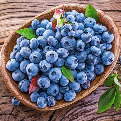 Vaccinium angustifolium Blueray