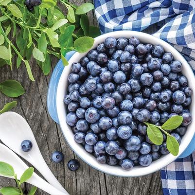 Vaccinium angustifolium Sunshine Blue