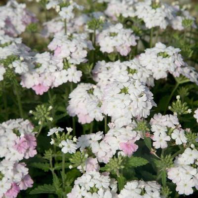 Verbena peruviana EnduraScape™ White Blush