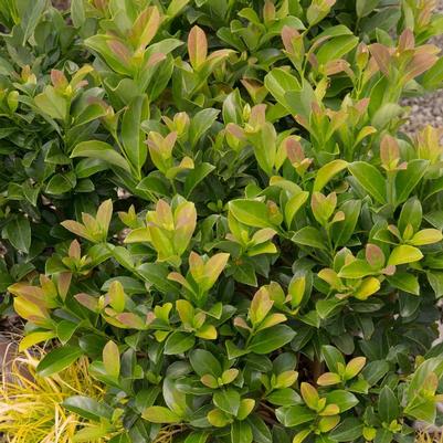 Viburnum odoratissimum Sugar Cookie™
