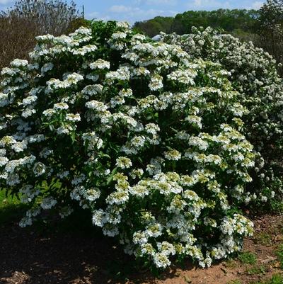 Viburnum Spring Lace