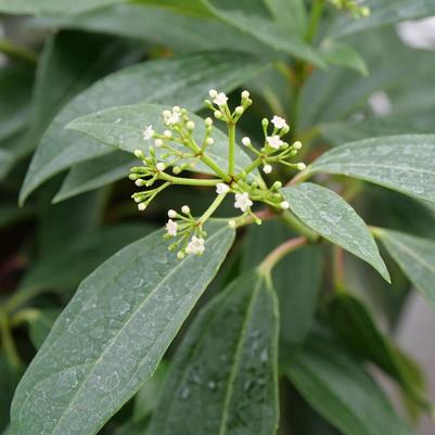 Viburnum Yin®