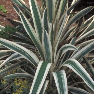Yucca filamentosa Variegata
