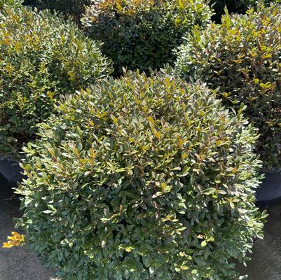 Buxus Green Velvet