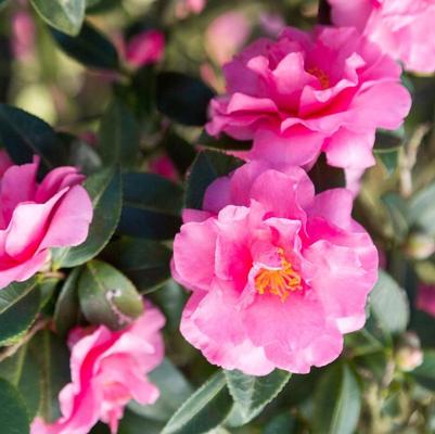 Camellia sasanqua Alabama Beauty™