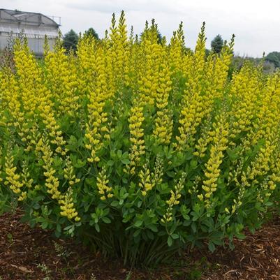 Baptisia American Goldfinch