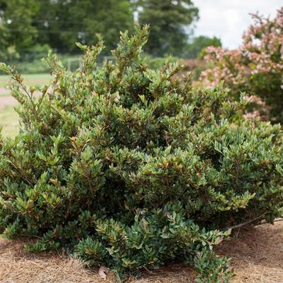 Distylium Coppertone™