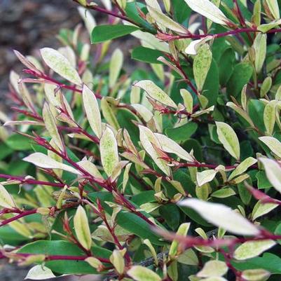 Distylium Spring Frost™