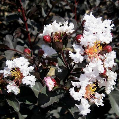 Lagerstroemia Ebony & Ivory