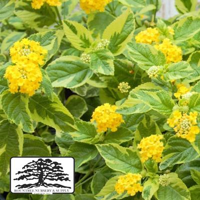 Lantana camara Samantha