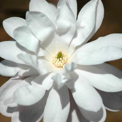Magnolia stellata Waterlily