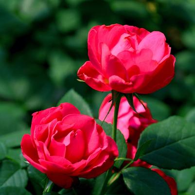 Rosa Oso Easy Double Red®
