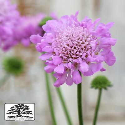 Scabiosa columbaria Pink Mist