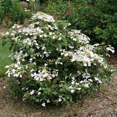 Viburnum plicatum var. tomentosum Steady Eddy®