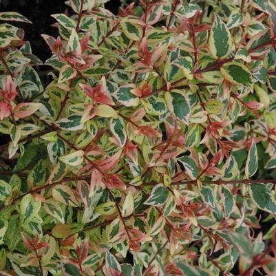 Abelia x grandiflora Mardi Gras
