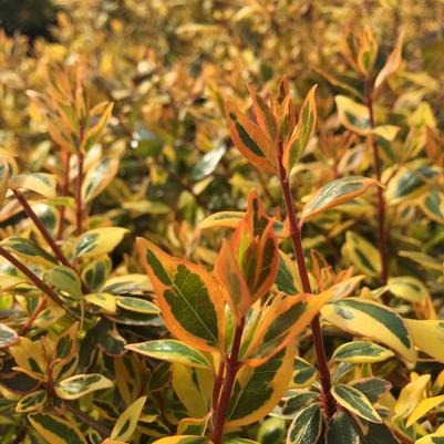 Abelia x grandiflora Twist of Orange™