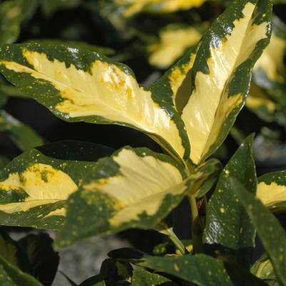 Aucuba japonica Picturata