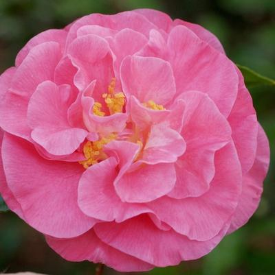 Camellia japonica Marie Bracey