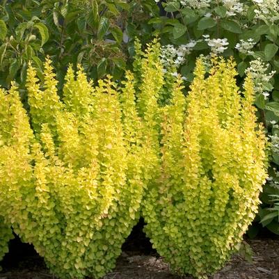 Berberis thunbergii Sunjoy Gold Pillar®