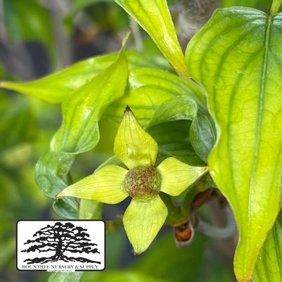 Cornus kousa Greensleeves