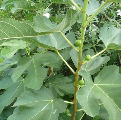 Ficus carica Kadota