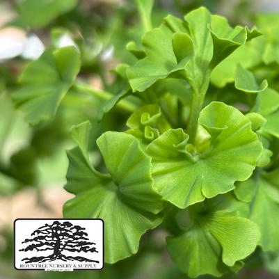 Ginkgo biloba Mariken