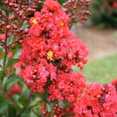 Lagerstroemia Ruffled Red Magic™